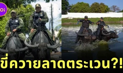 Brazillian military police ride a water buffalo