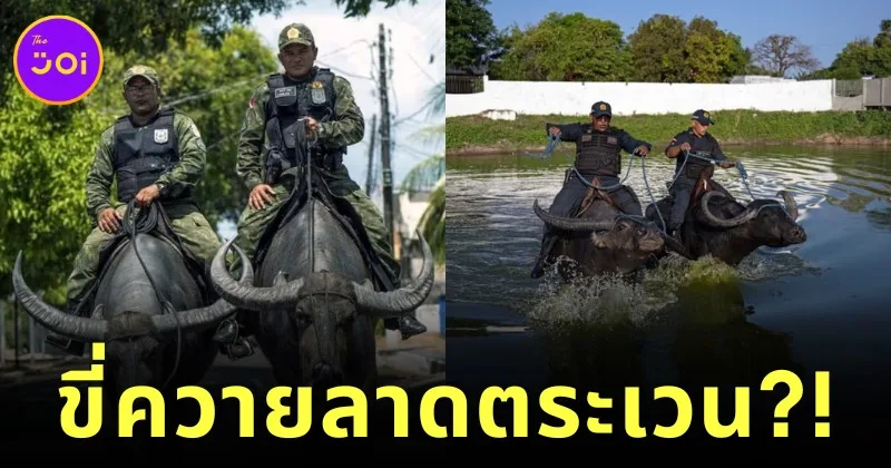 Brazillian military police ride a water buffalo