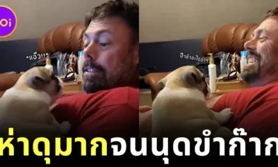 Human teaches french bulldog puppy to bark tiktok