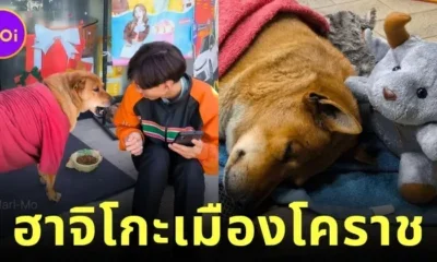 ไวรัล! "หมูแดง" หรือ "ฮาจิโกะเมืองโคราช" เฝ้ารอเจ้าของอยู่ที่เดิม แม้เจ้านายจะล่วงลับไปแล้ว