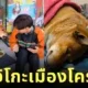 ไวรัล! "หมูแดง" หรือ "ฮาจิโกะเมืองโคราช" เฝ้ารอเจ้าของอยู่ที่เดิม แม้เจ้านายจะล่วงลับไปแล้ว