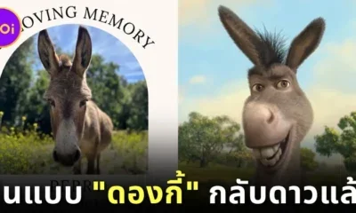 แฟนการ์ตูน​ "Shrek" เศร้า! เจ้าลา "เพอร์รี่ (Perry)" ผู้เป็นต้นแบบของ "ดองกี้ (Donkey)" กลับดาวอันไกลโพ้นแล้ว