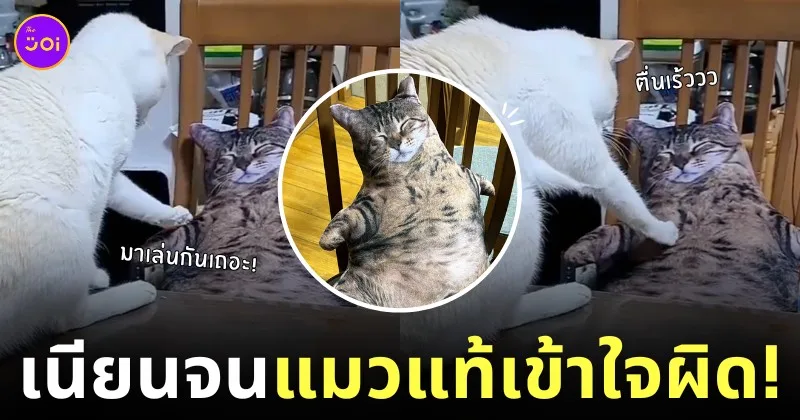 คลิปเหมียวปลุกหมอนแมวสลิด