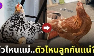 ลูกไก่ตัวใหญ่กว่าแม่ไก่