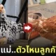 ลูกไก่ตัวใหญ่กว่าแม่ไก่