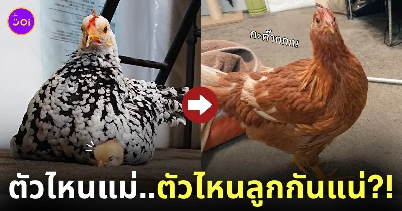 ลูกไก่ตัวใหญ่กว่าแม่ไก่