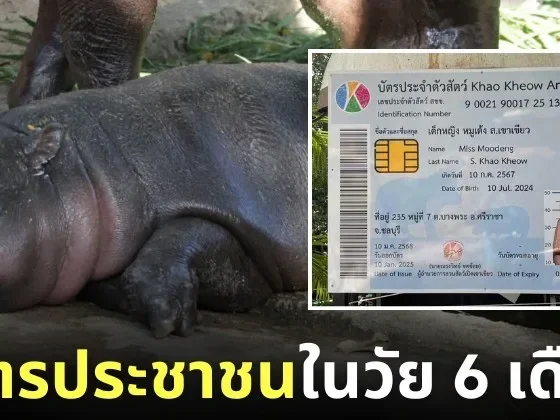 บัตรประชาชน หมูเด้ง ลูกฮิปโปแคระ 6 เดือน