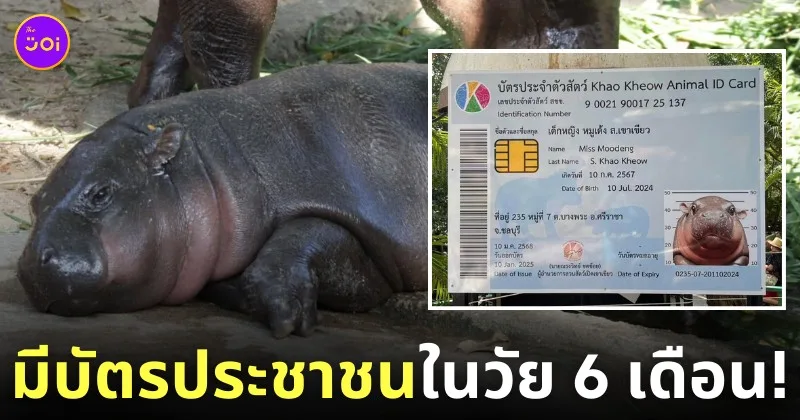 บัตรประชาชน หมูเด้ง ลูกฮิปโปแคระ 6 เดือน