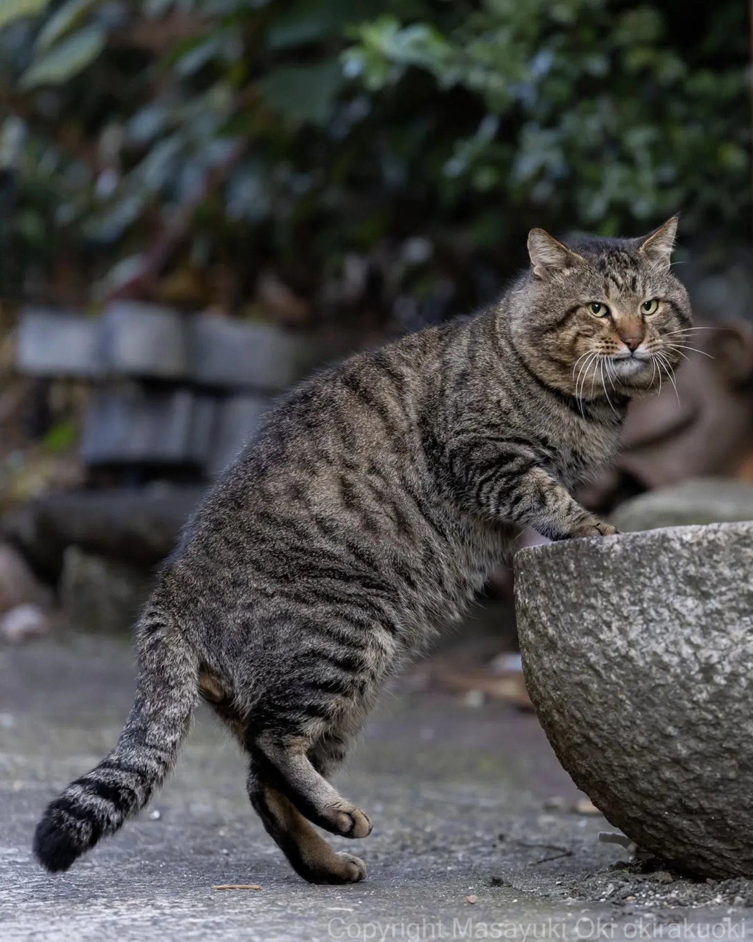 ภาพแมวจรจัด ช่างภาพชาวญี่ปุ่น Masayuki Oki