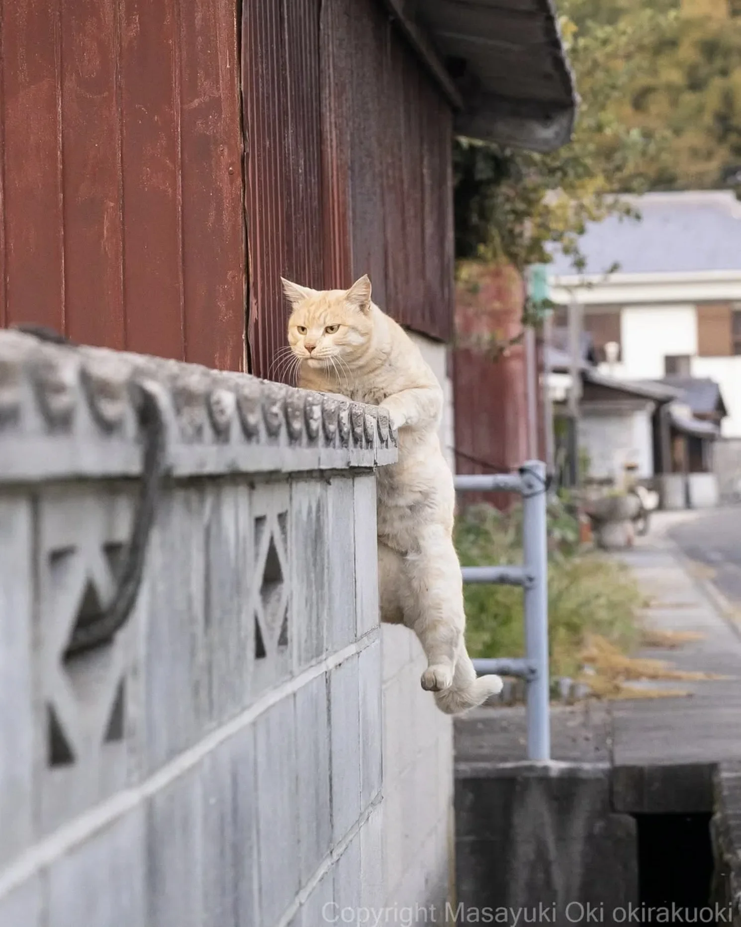 ภาพแมวจรจัด ช่างภาพชาวญี่ปุ่น Masayuki Oki