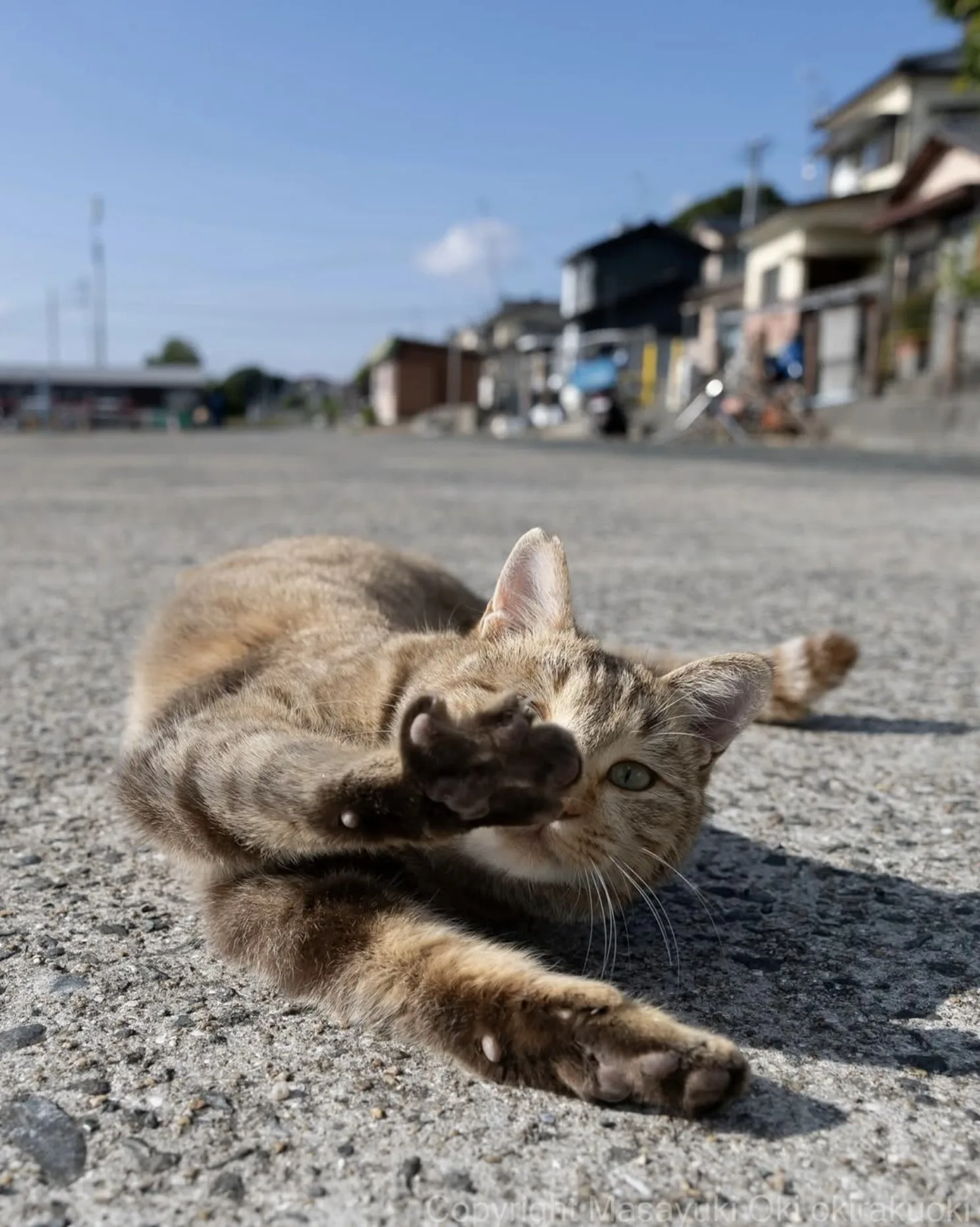 ภาพแมวจรจัด ช่างภาพชาวญี่ปุ่น Masayuki Oki