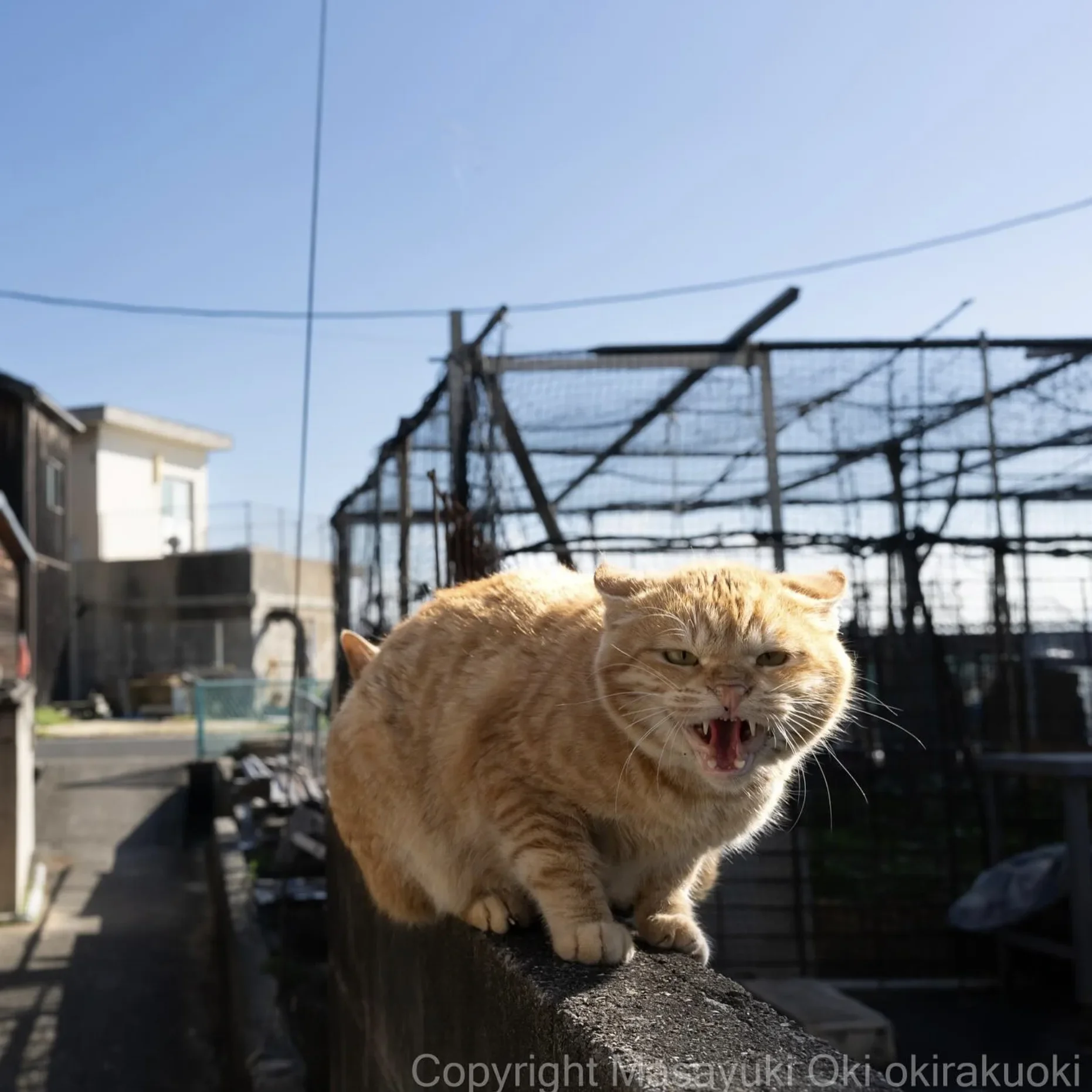 ภาพแมวจรจัด ช่างภาพชาวญี่ปุ่น Masayuki Oki