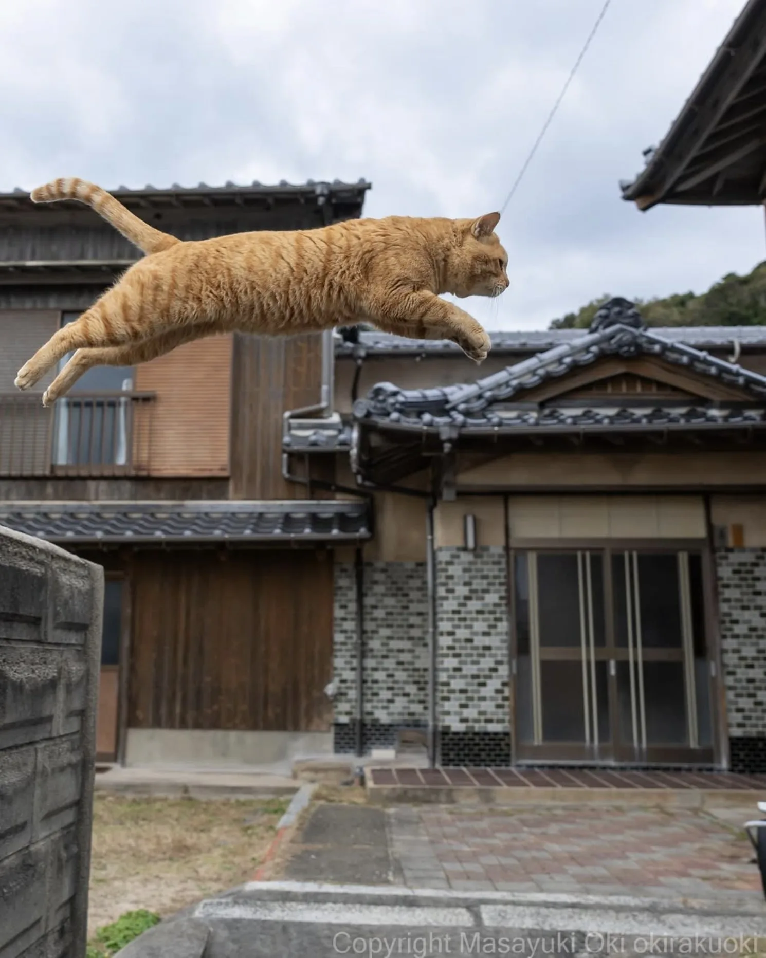 ภาพแมวจรจัด ช่างภาพชาวญี่ปุ่น Masayuki Oki