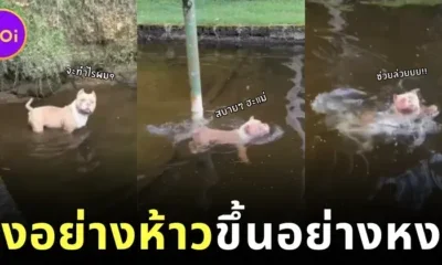 American Bully Dog Swim then cannot Swim