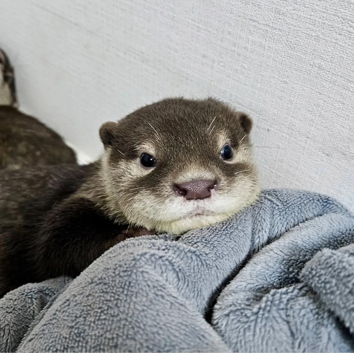 ภาพถ่ายแก๊งนากเด็ก 이웃집수달 Otter’s Home