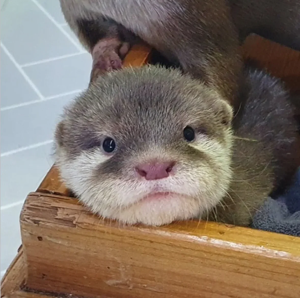 ภาพถ่ายแก๊งนากเด็ก 이웃집수달 Otter’s Home