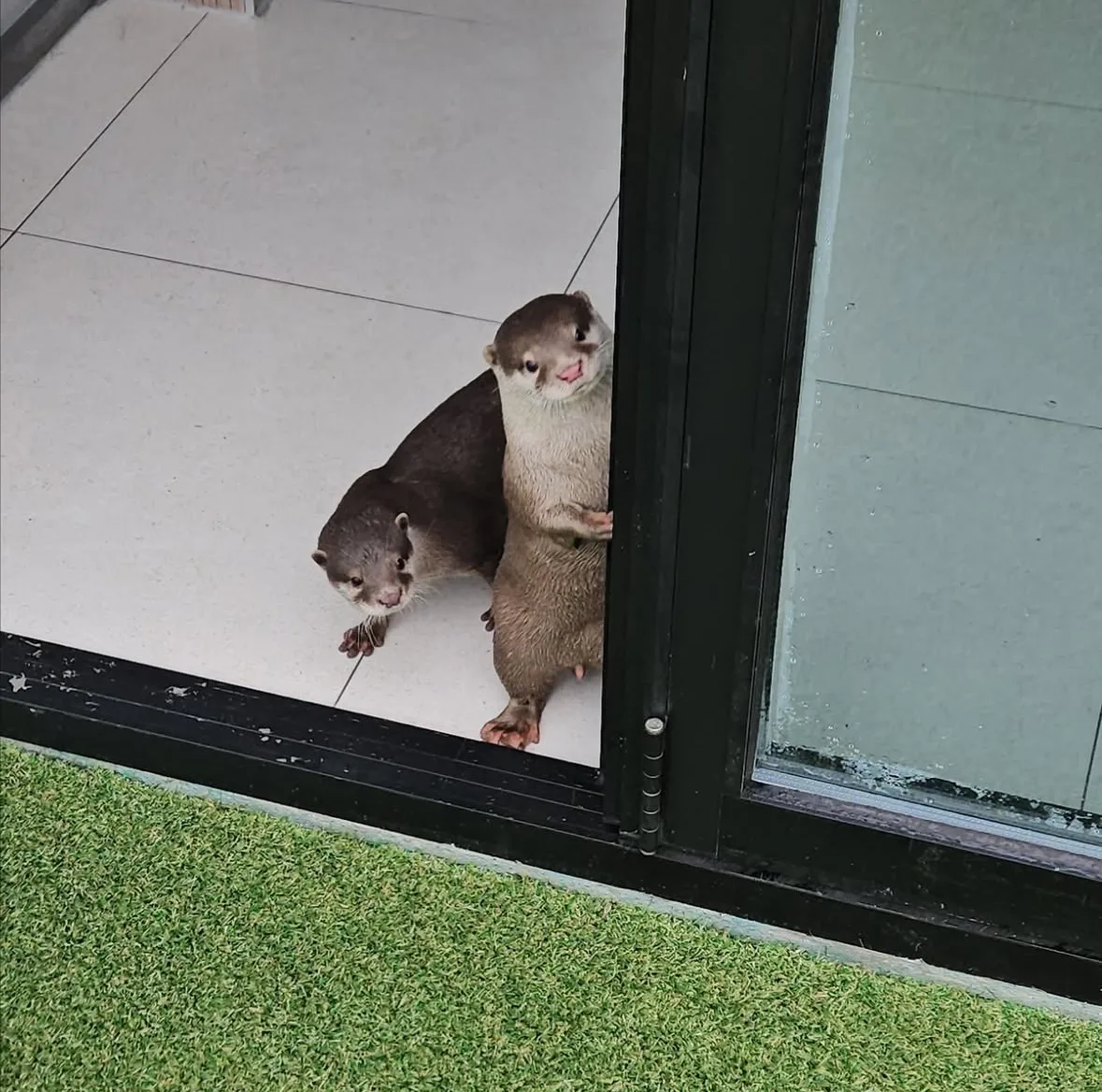 ภาพถ่ายแก๊งนากเด็ก 이웃집수달 Otter’s Home