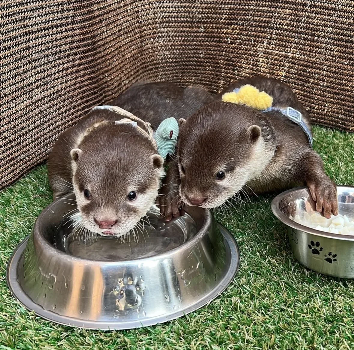 ภาพถ่ายแก๊งนากเด็ก 이웃집수달 Otter’s Home