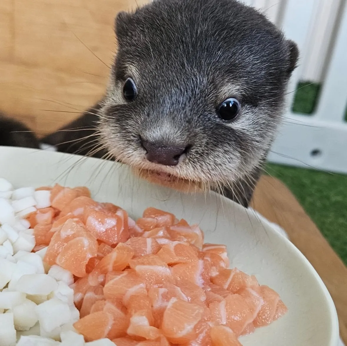 ภาพถ่ายแก๊งนากเด็ก 이웃집수달 Otter’s Home