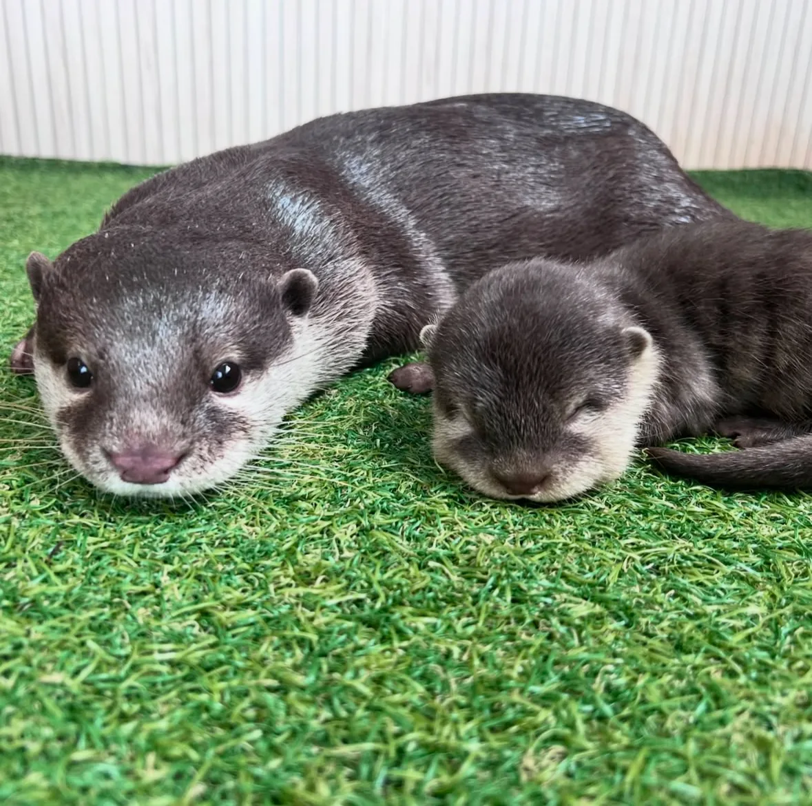 ภาพถ่ายแก๊งนากเด็ก 이웃집수달 Otter’s Home