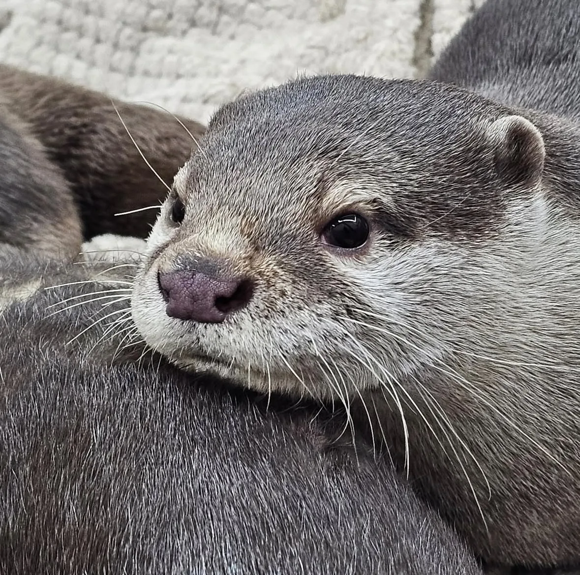 ภาพถ่ายแก๊งนากเด็ก 이웃집수달 Otter’s Home