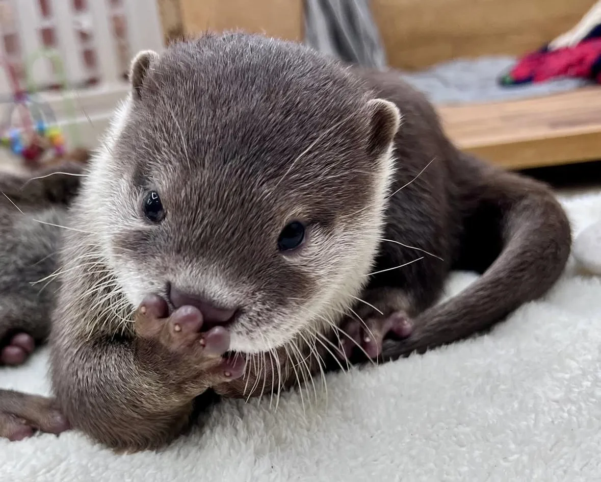 ภาพถ่ายแก๊งนากเด็ก 이웃집수달 Otter’s Home