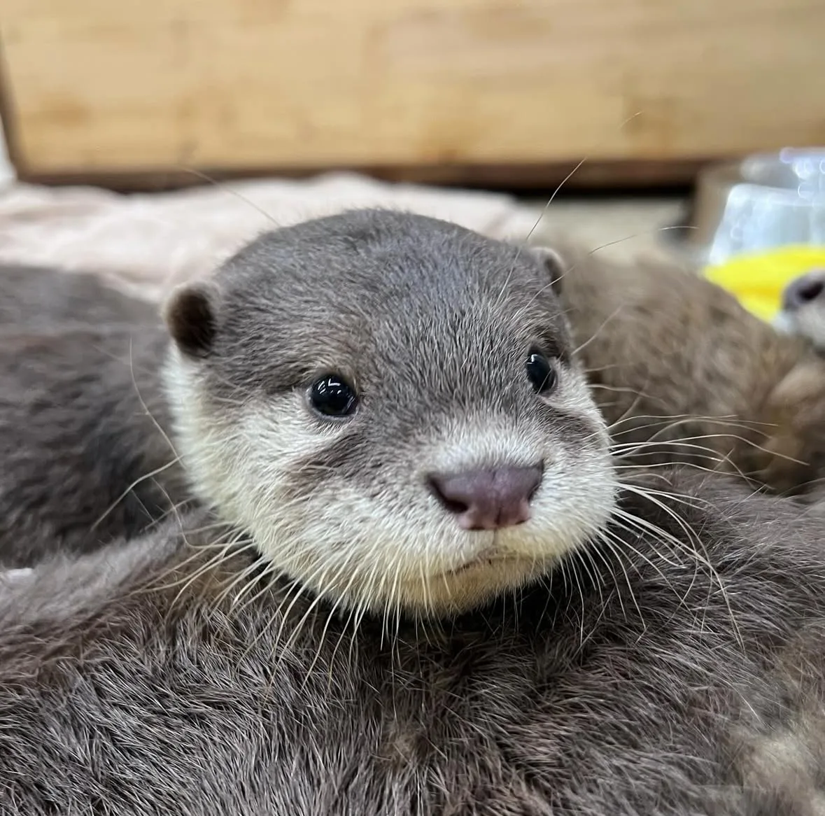 ภาพถ่ายแก๊งนากเด็ก 이웃집수달 Otter’s Home