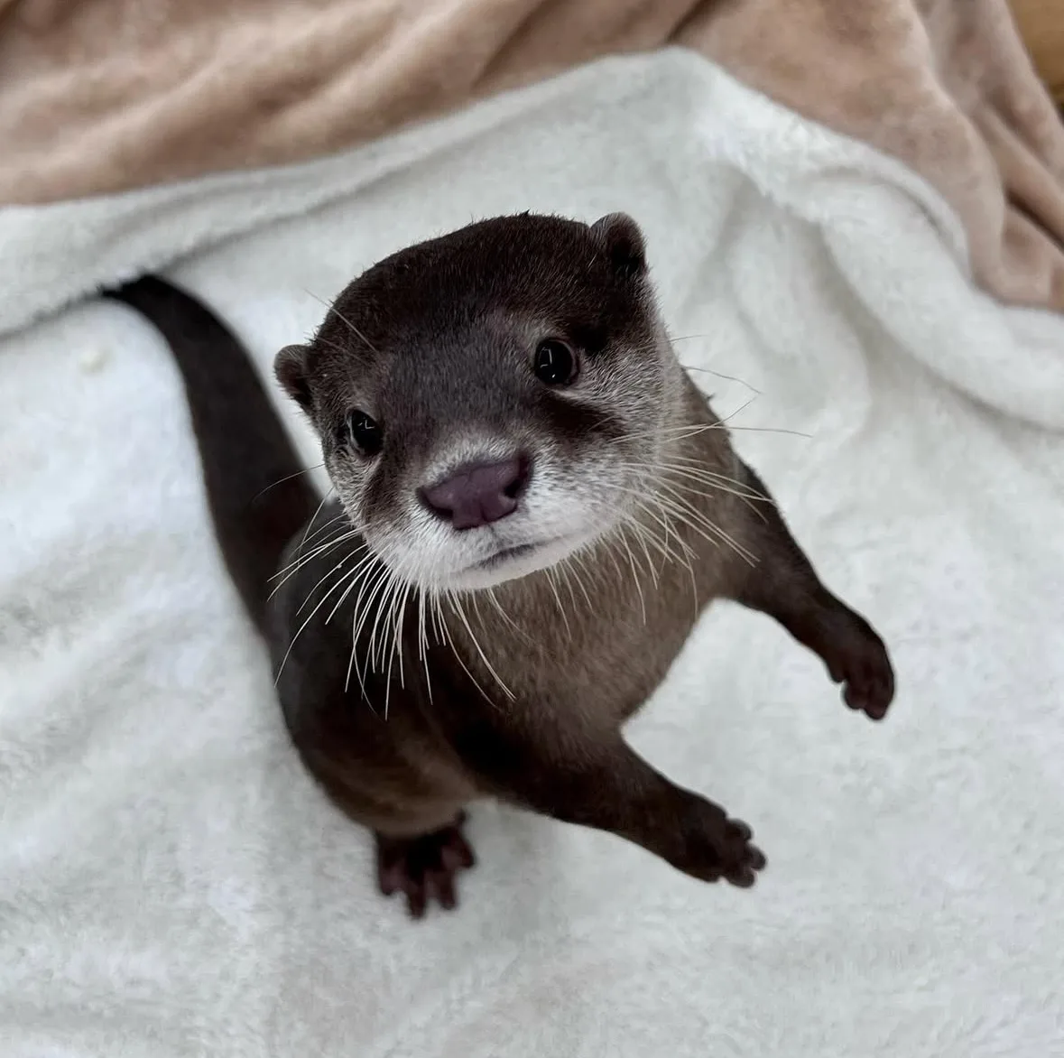 ภาพถ่ายแก๊งนากเด็ก 이웃집수달 Otter’s Home