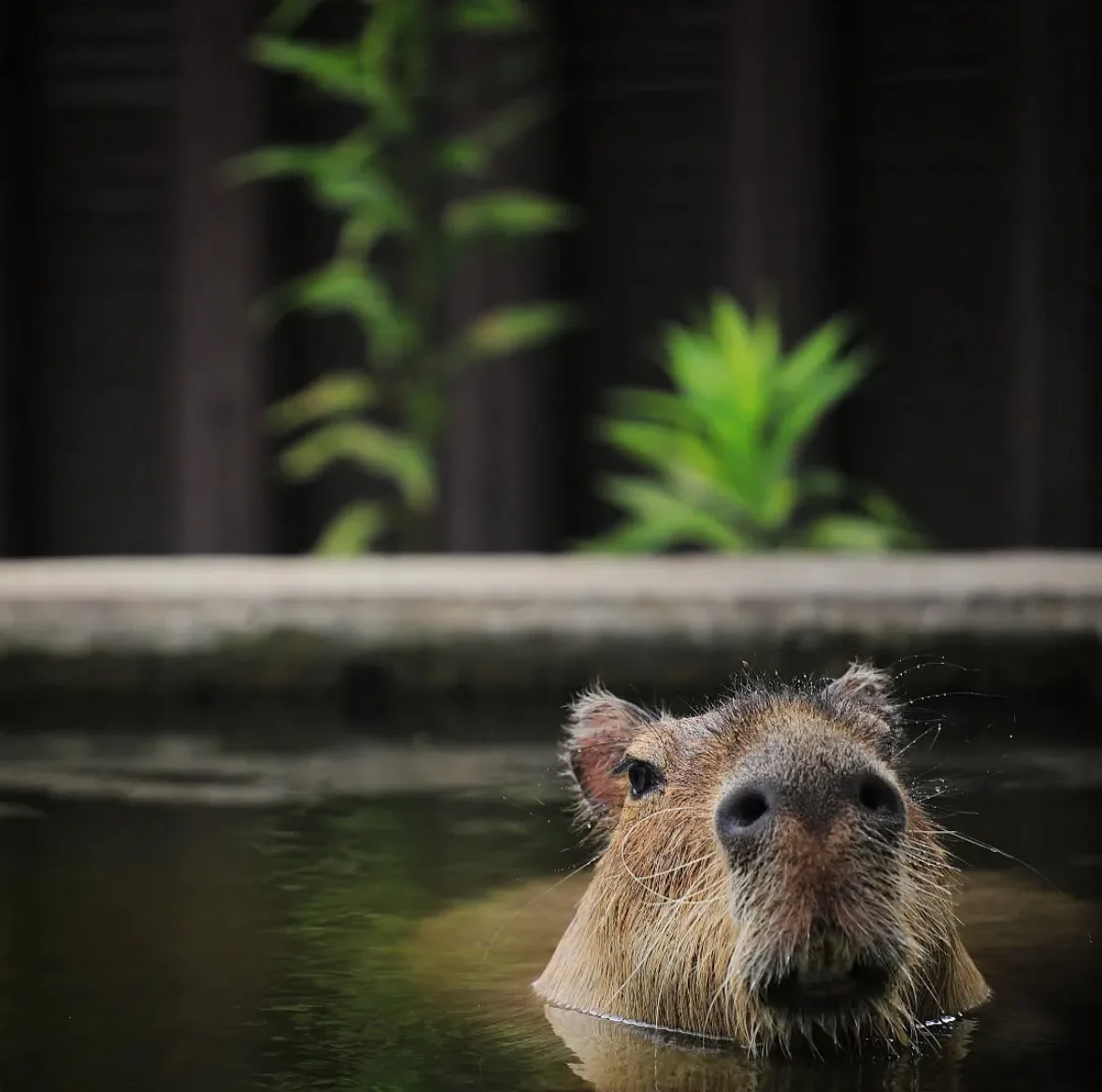 คาปิบารา Capybara หมามะพร้าว กะปิปลาร้า