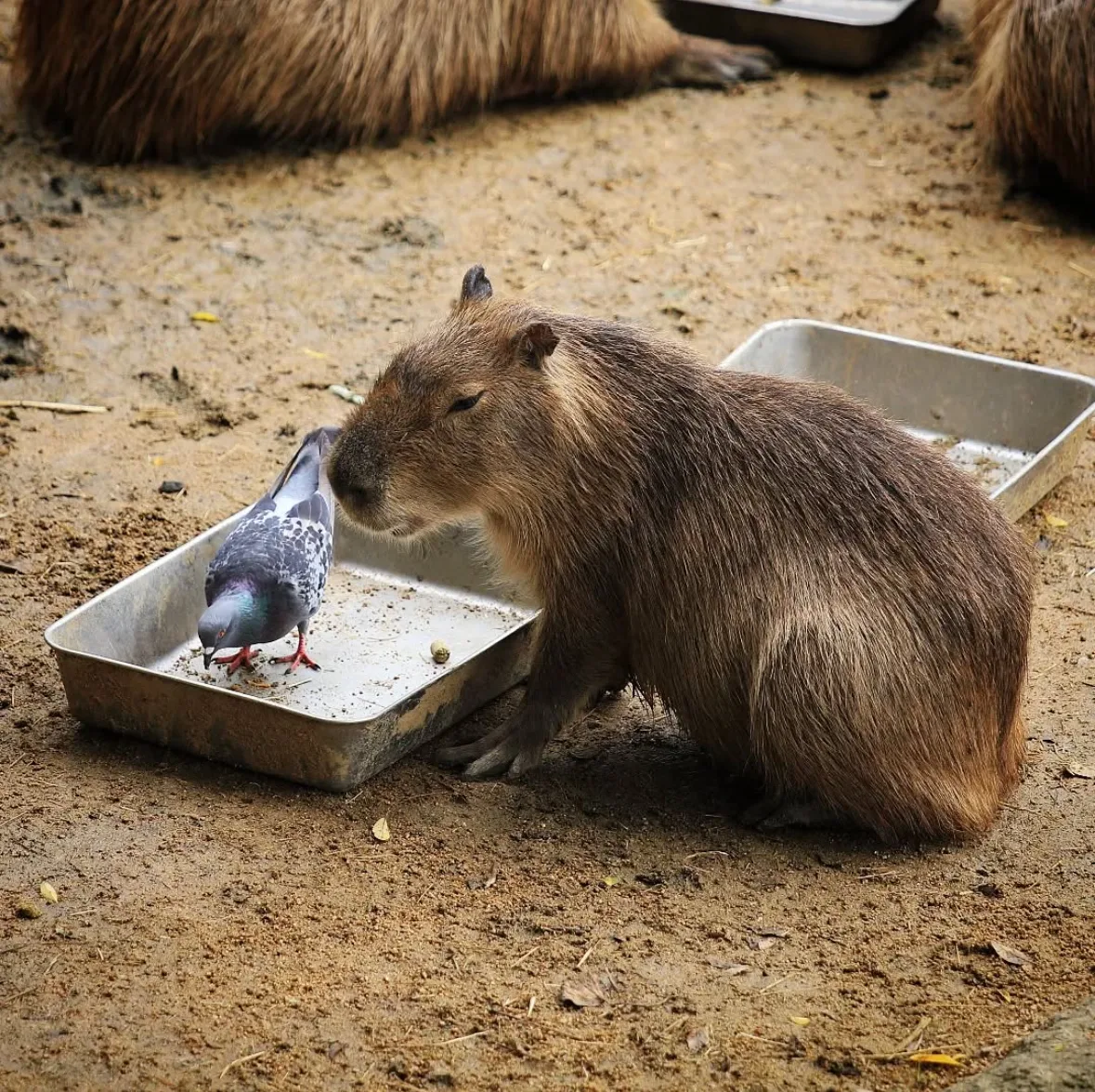 คาปิบารา Capybara หมามะพร้าว กะปิปลาร้า