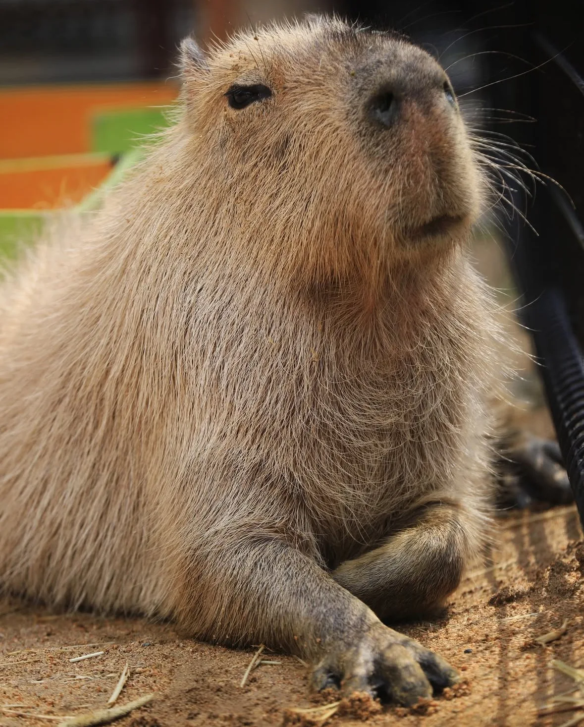 คาปิบารา Capybara หมามะพร้าว กะปิปลาร้า