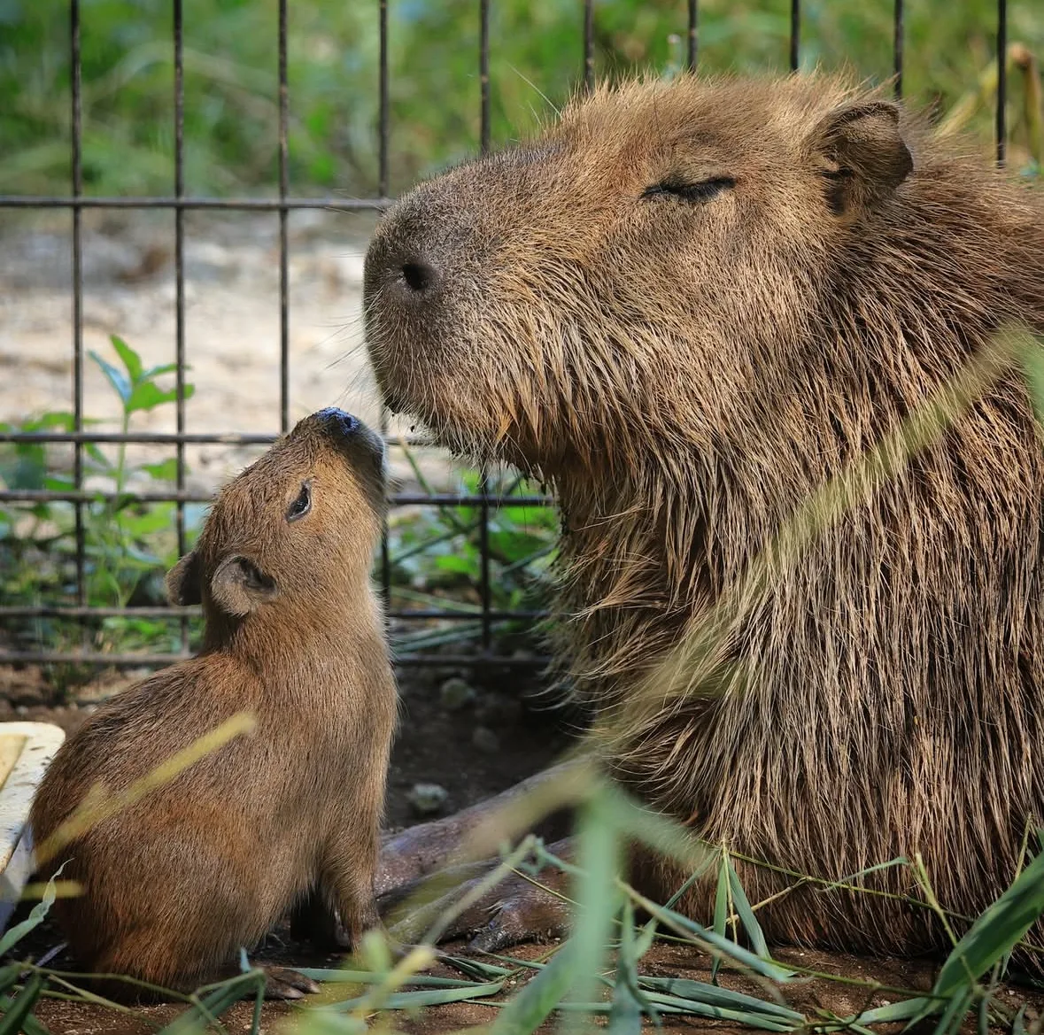 คาปิบารา Capybara หมามะพร้าว กะปิปลาร้า