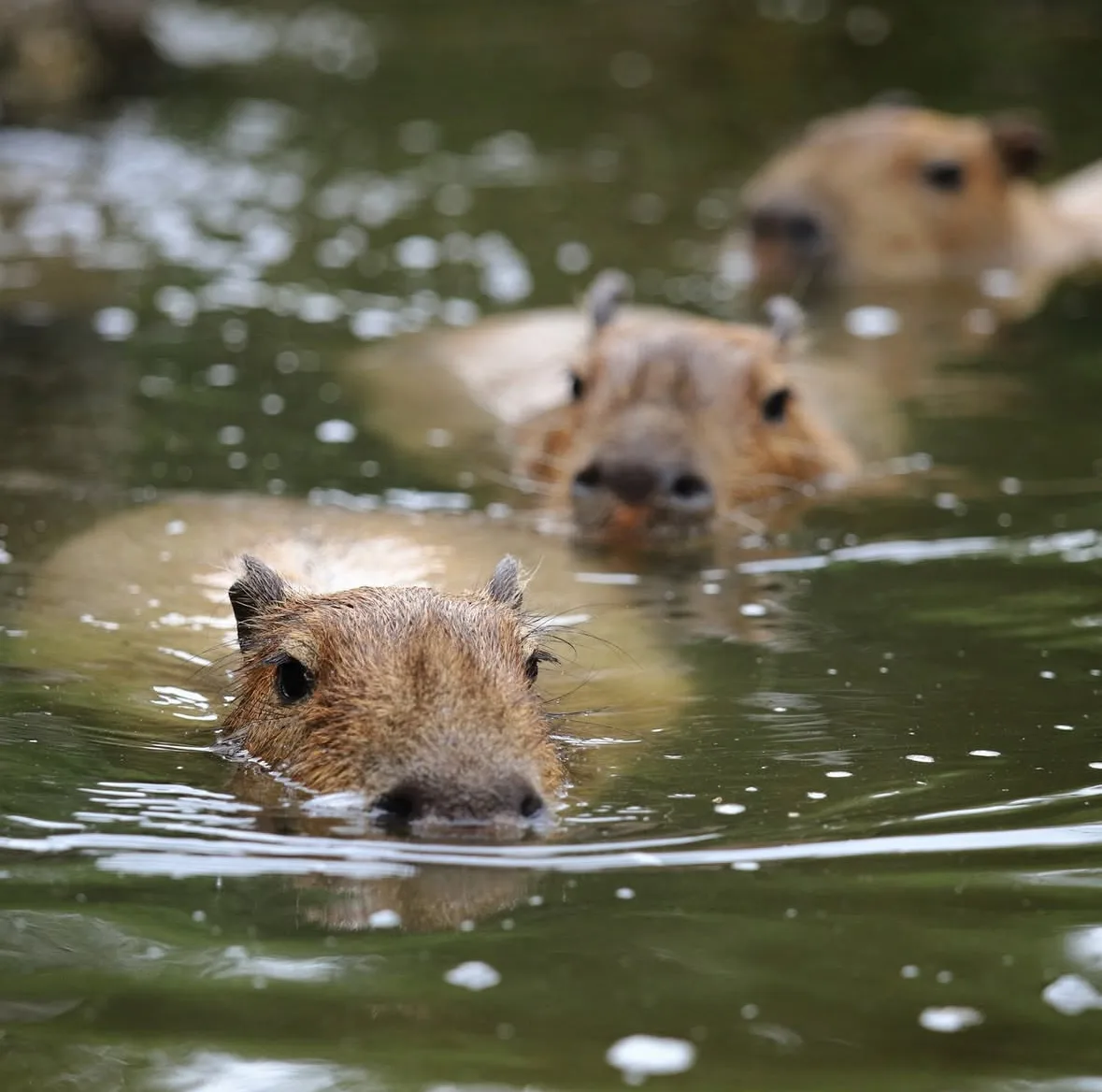 คาปิบารา Capybara หมามะพร้าว กะปิปลาร้า