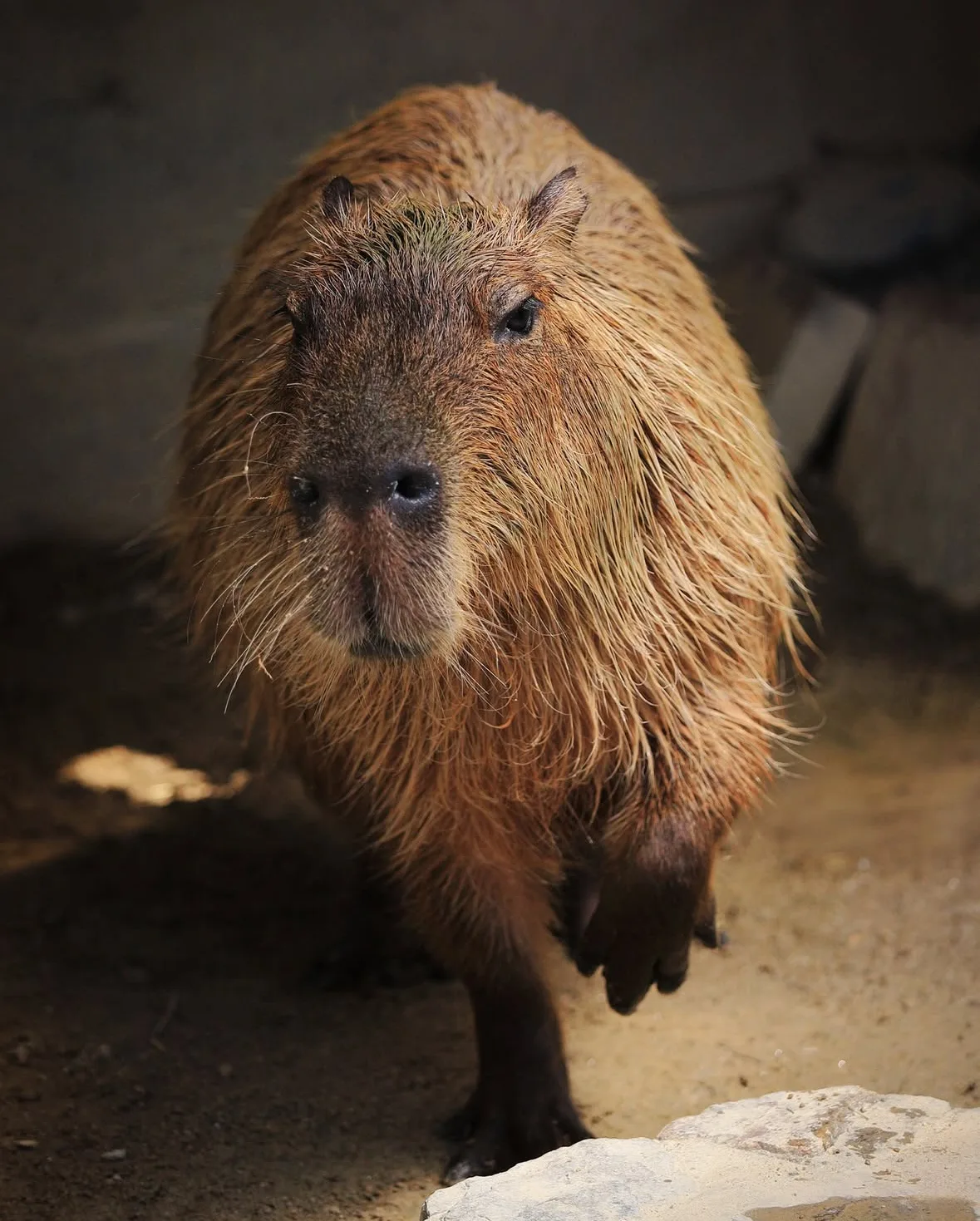 คาปิบารา Capybara หมามะพร้าว กะปิปลาร้า