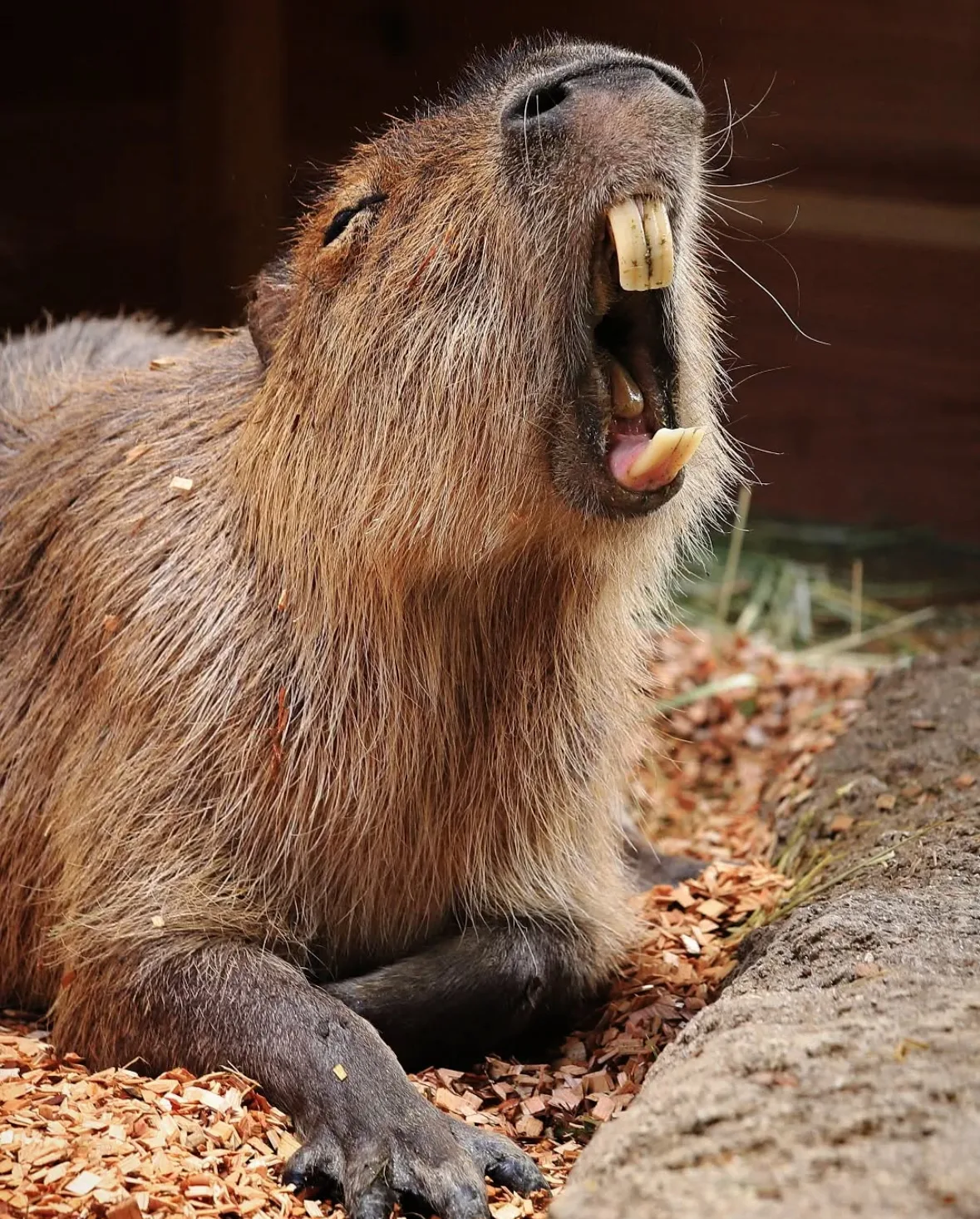 คาปิบารา Capybara หมามะพร้าว กะปิปลาร้า