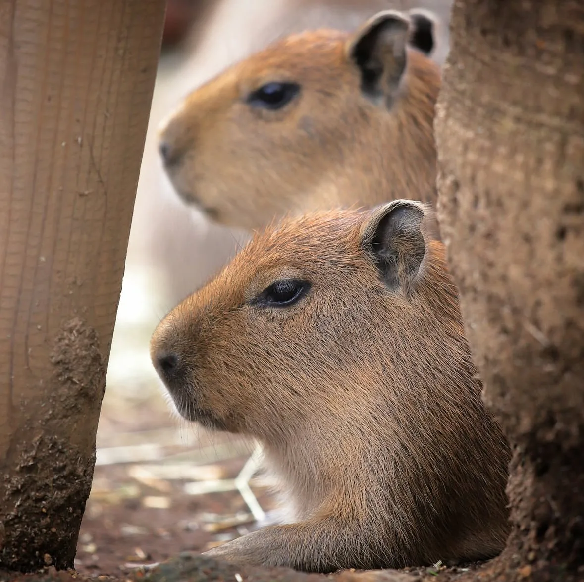 คาปิบารา Capybara หมามะพร้าว กะปิปลาร้า