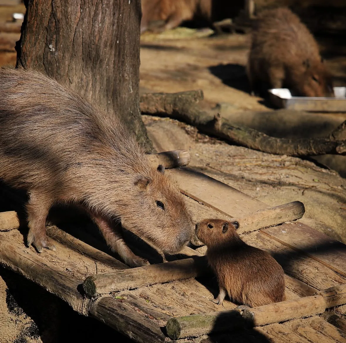 คาปิบารา Capybara หมามะพร้าว กะปิปลาร้า