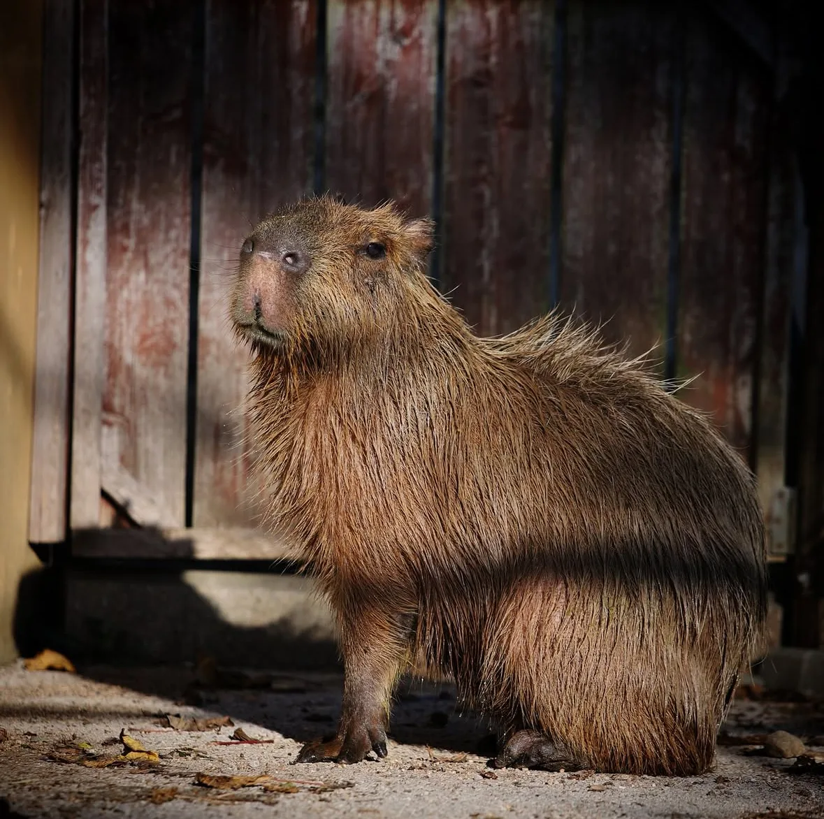 คาปิบารา Capybara หมามะพร้าว กะปิปลาร้า