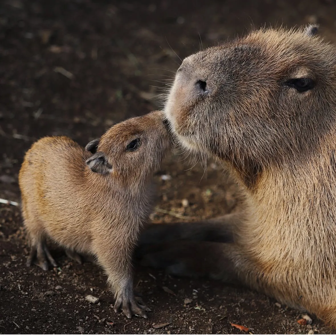 คาปิบารา Capybara หมามะพร้าว กะปิปลาร้า