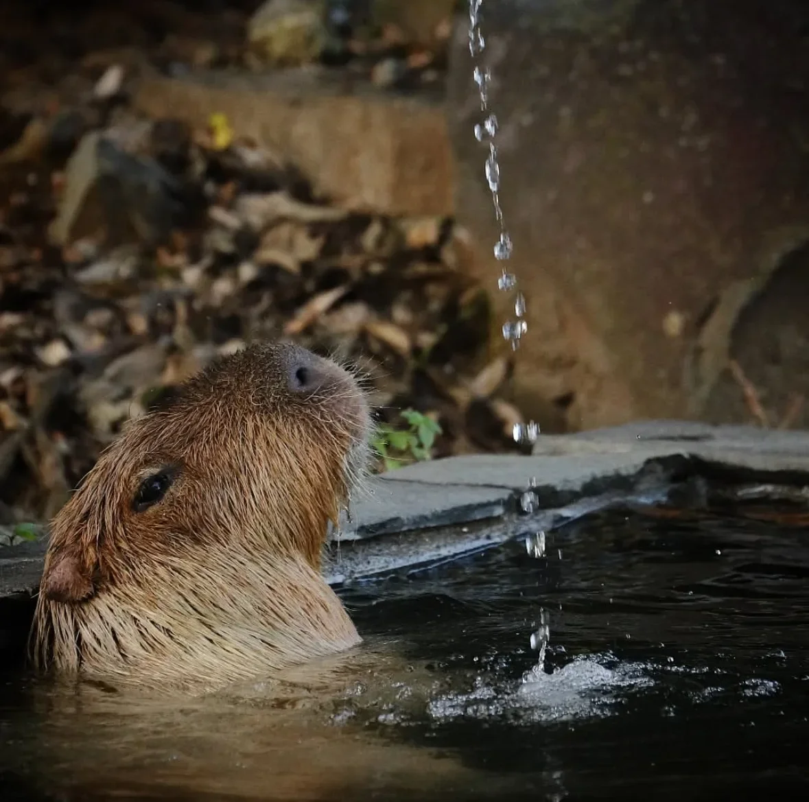 คาปิบารา Capybara หมามะพร้าว กะปิปลาร้า