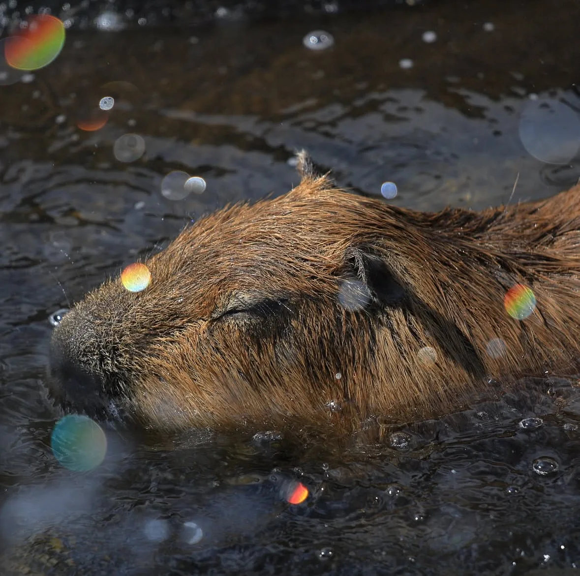 คาปิบารา Capybara หมามะพร้าว กะปิปลาร้า