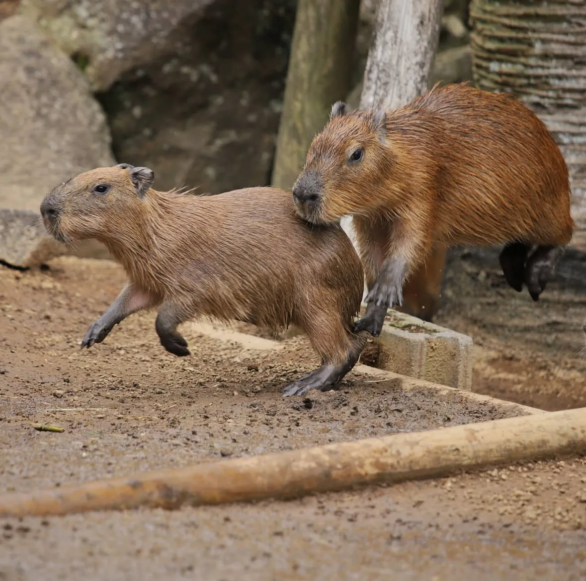 คาปิบารา Capybara หมามะพร้าว กะปิปลาร้า