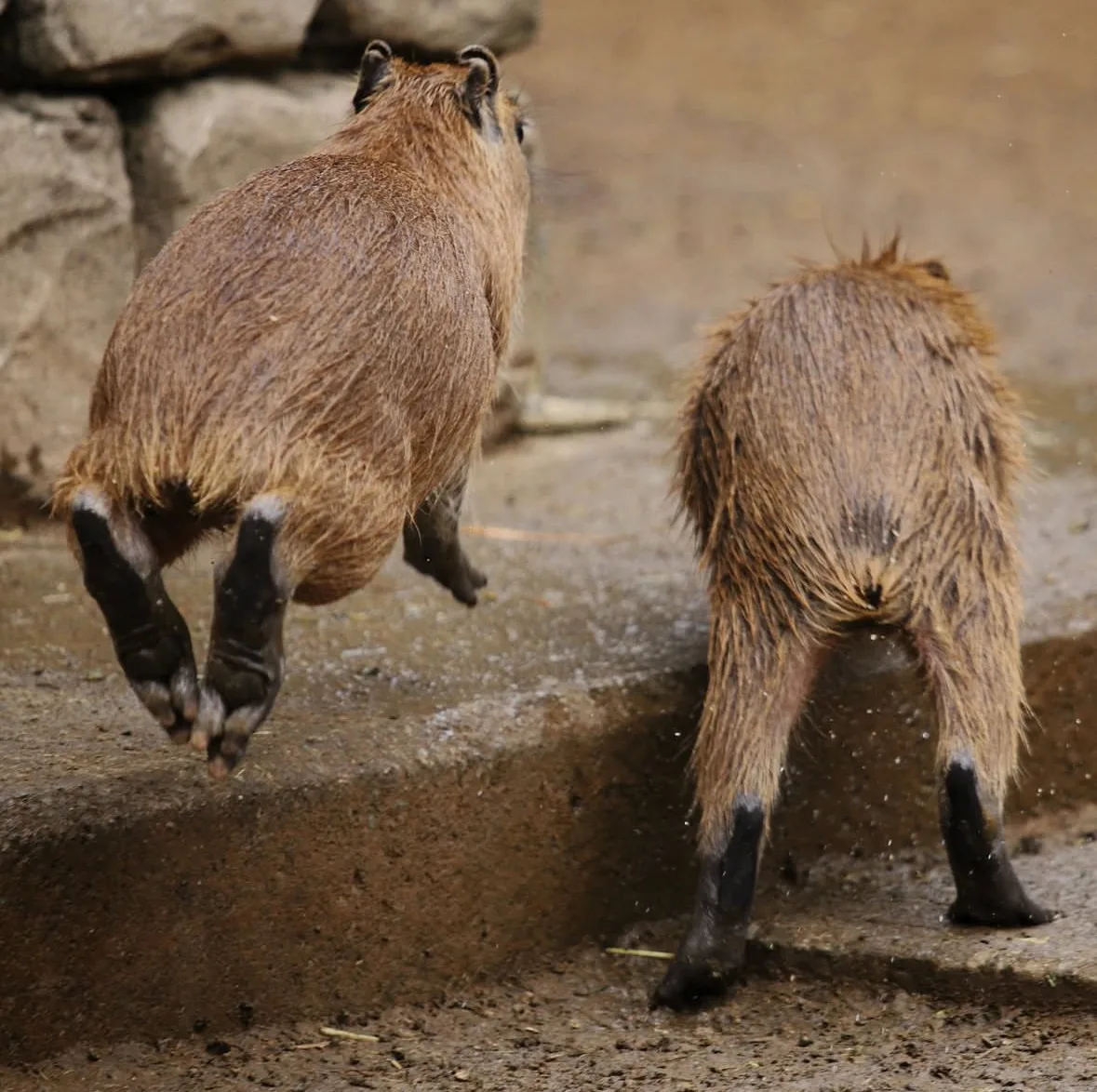 คาปิบารา Capybara หมามะพร้าว กะปิปลาร้า