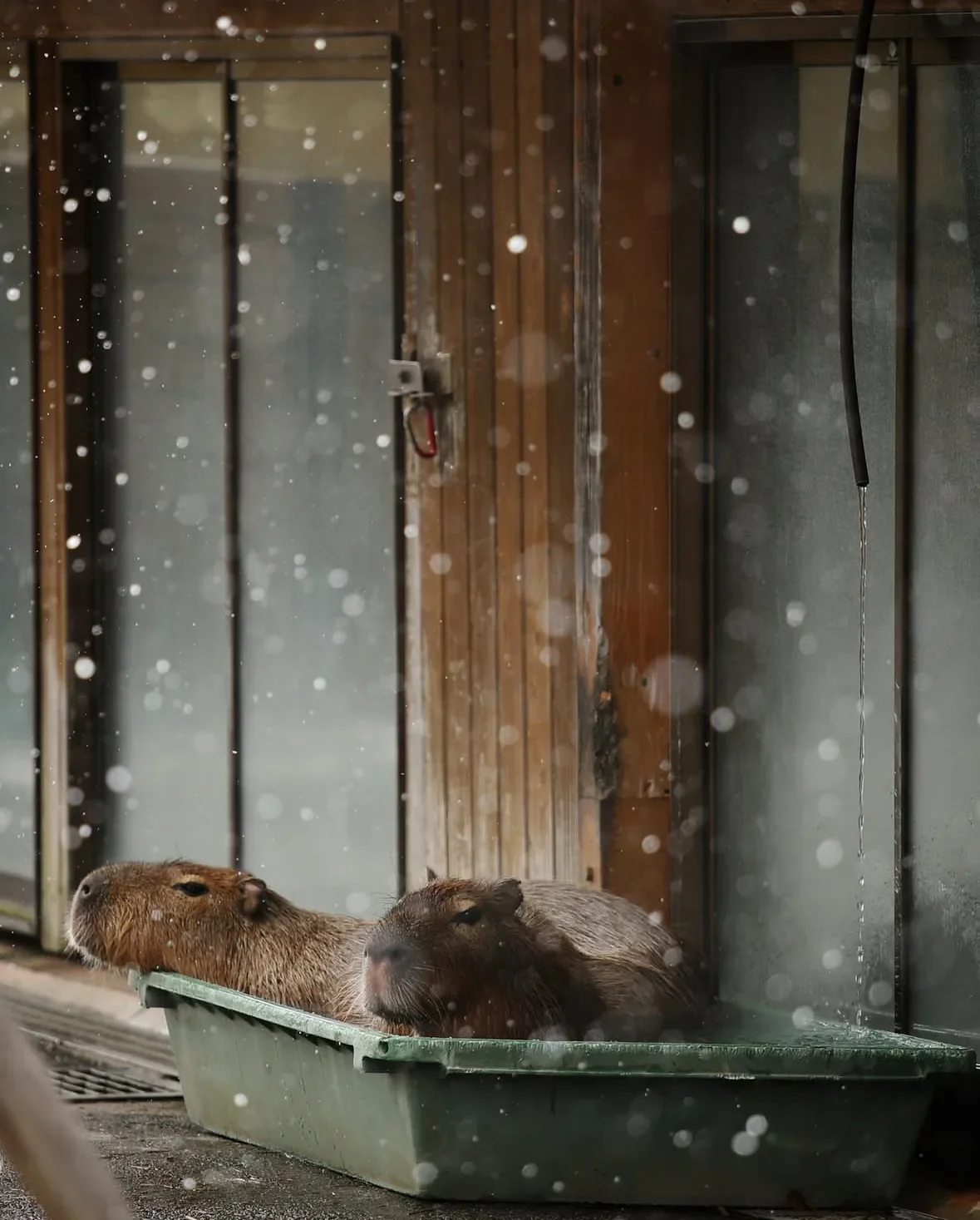 คาปิบารา Capybara หมามะพร้าว กะปิปลาร้า