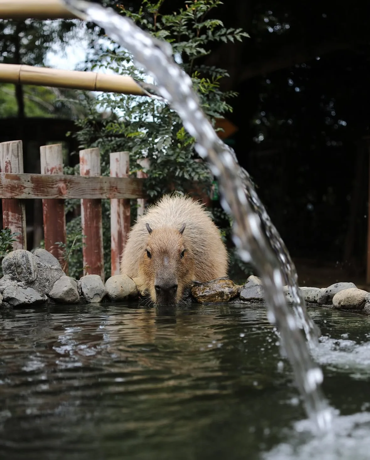 คาปิบารา Capybara หมามะพร้าว กะปิปลาร้า