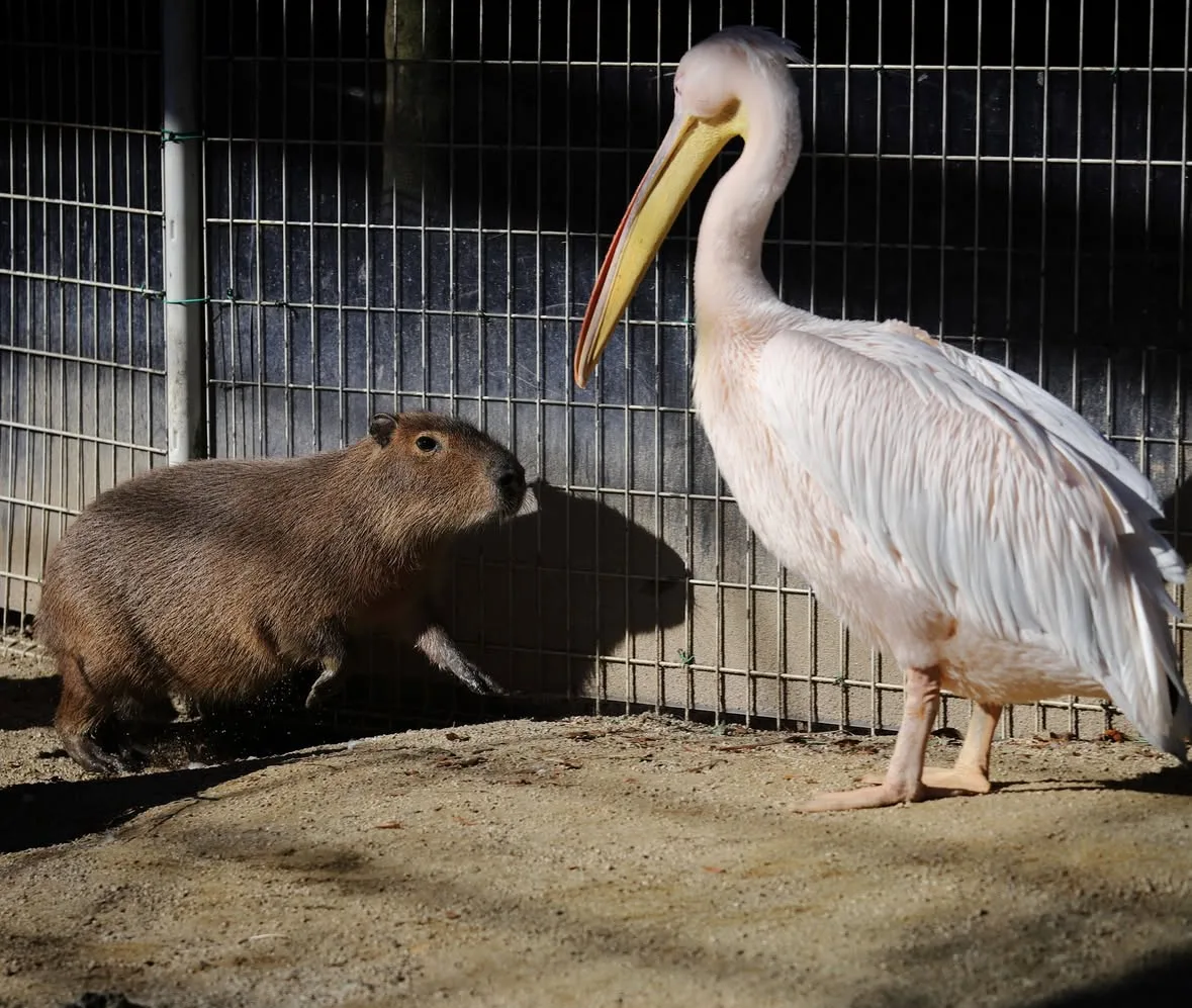 คาปิบารา Capybara หมามะพร้าว กะปิปลาร้า