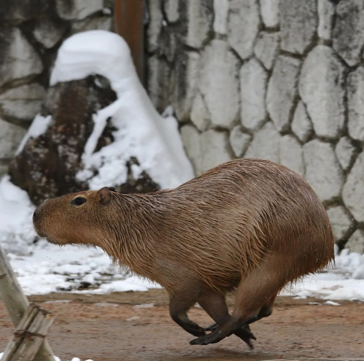 คาปิบารา Capybara หมามะพร้าว กะปิปลาร้า