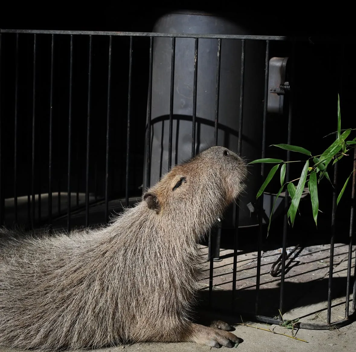 คาปิบารา Capybara หมามะพร้าว กะปิปลาร้า