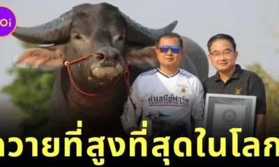 "คิงคอง" สร้างสถิติเป็น "ควายที่สูงที่สุดในโลก" ลง "Guinness World Records"