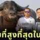 "คิงคอง" สร้างสถิติเป็น "ควายที่สูงที่สุดในโลก" ลง "Guinness World Records"